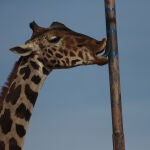 El viaje de 2.000 kilómetros de la jirafa Benito, un triunfo de los animalistas en México