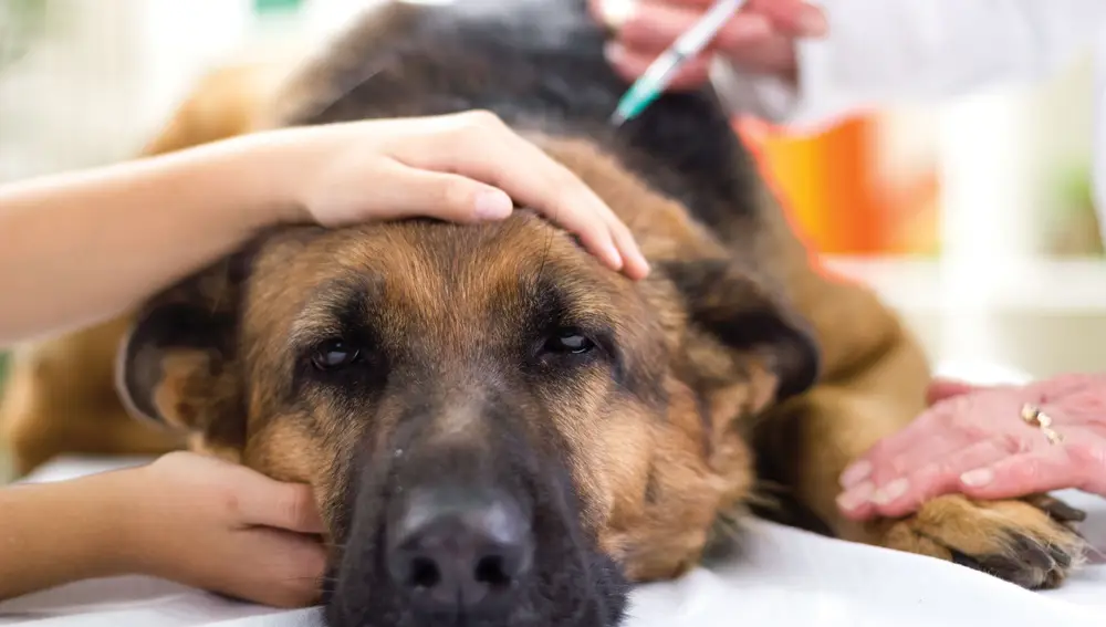 Perro en el veterinario.