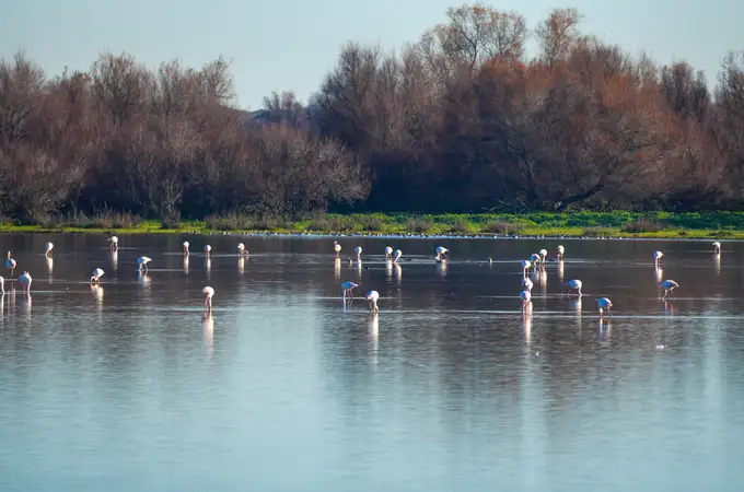El censo de aves acuáticas de Doñana en mínimos históricos esta invernada: solo hay 70.000