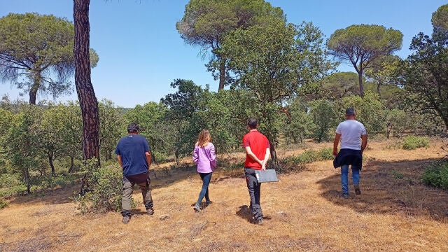 Técnicos de Cesefor en un bosque en las inmediaciones de Toro (Zamora)