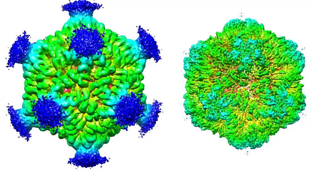 La estructura tridimensional de un complejo PNMA2, que puede desencadenar una reacción inmune peligrosa cuando lo liberan las células tumorales