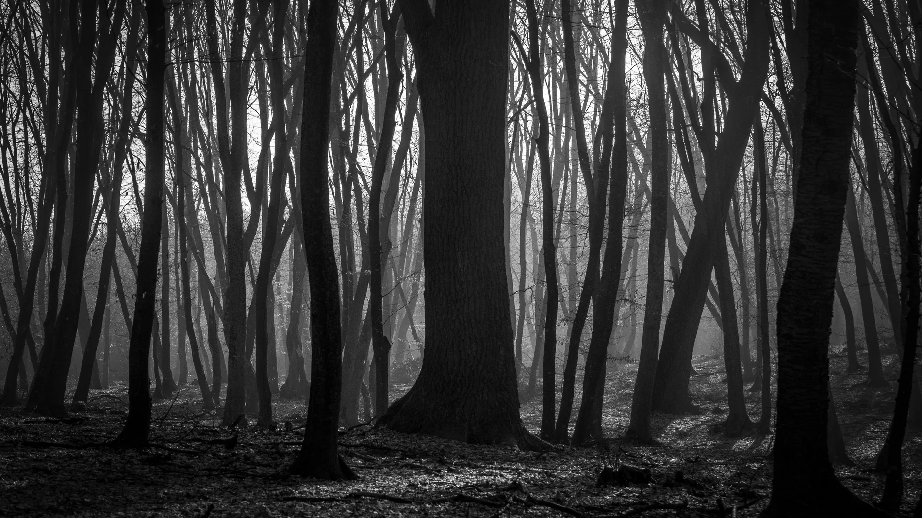 El bosque de Hoia, en Rumanía, ha ganado fama con los años por el gran número de sucesos paranormales o desapariciones que han sucedido entre sus árboles
