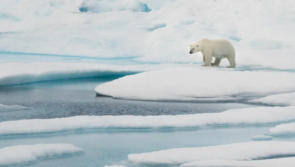 Oso polar en paisaje ártico