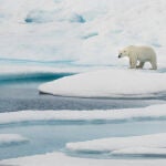 Oso polar en paisaje ártico