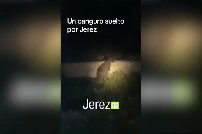 Un canguro anda suelto por Jerez desde hace tres semanas 