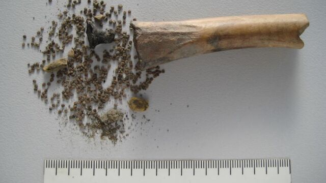 En el interior del hueso se encontraron cientos de semillas de beleño negro