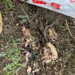 Los ocho cachorros de mastín muertos