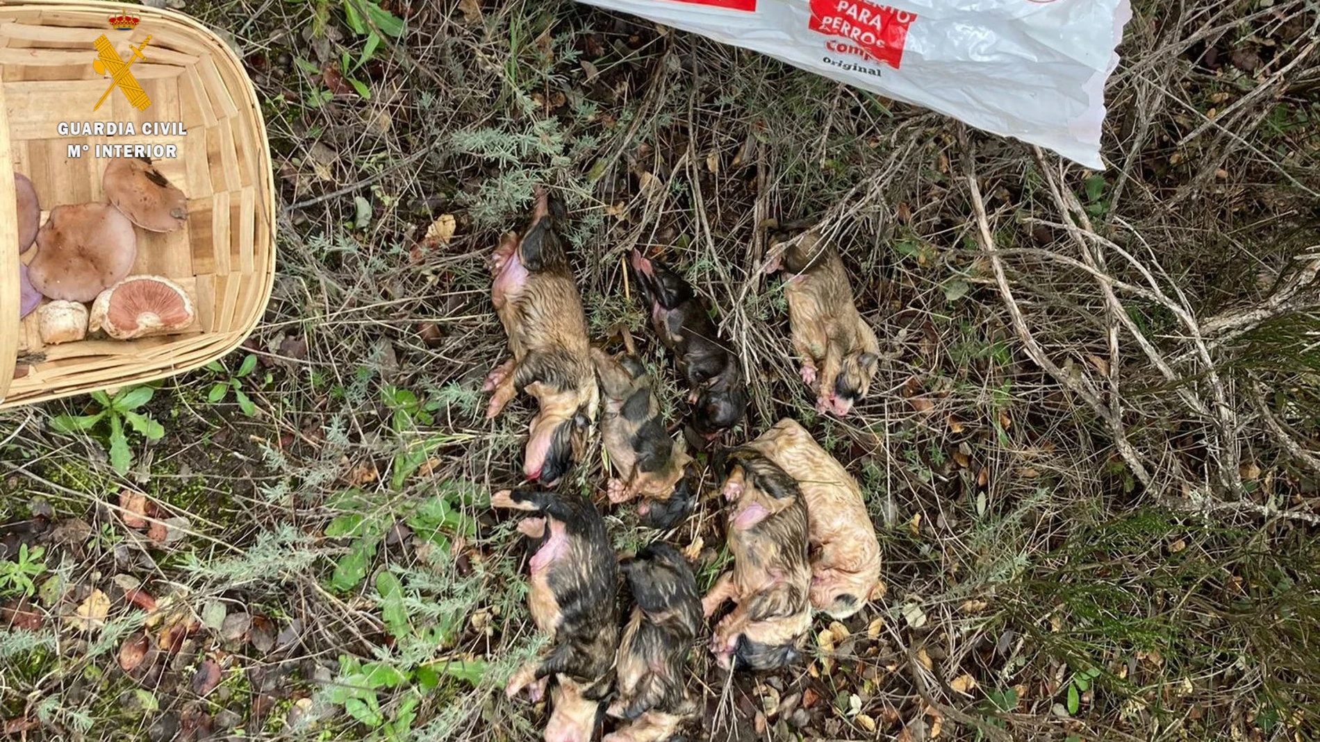 Los ocho cachorros de mastín muertos