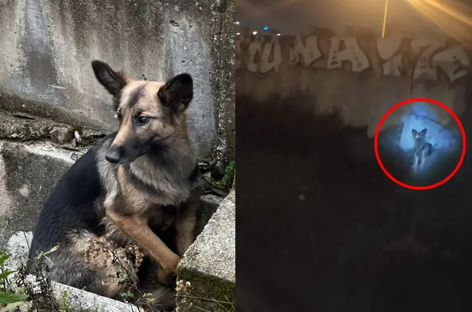Movilización urgente para encontrar a Gretel, una perra perdida desde hace 3 días por las vías del tren en Madrid