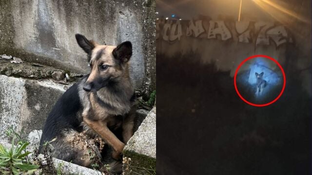 Gretel, una perra perdida desde el 7 de febrero en Madrid