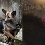 Gretel, una perra perdida desde el 7 de febrero en Madrid