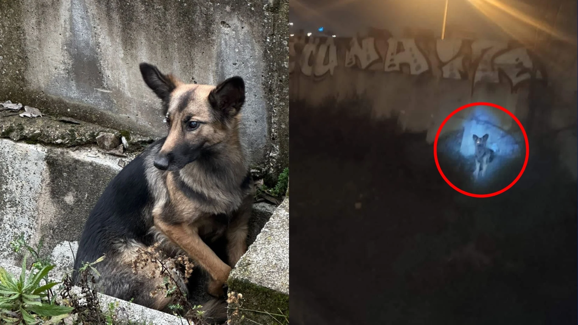 Gretel, una perra perdida desde el 7 de febrero en Madrid