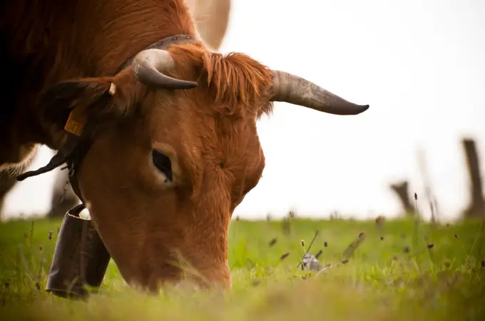  La ganadería de vacuno de carne de España consume un 65% menos de agua que la media mundial