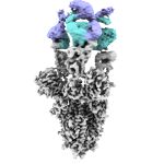 Imagen obtenida por criomicroscopía electrónica de la proteína Spike del virus SARS-CoV2 (en gris) con el nuevo anticuerpo unido 