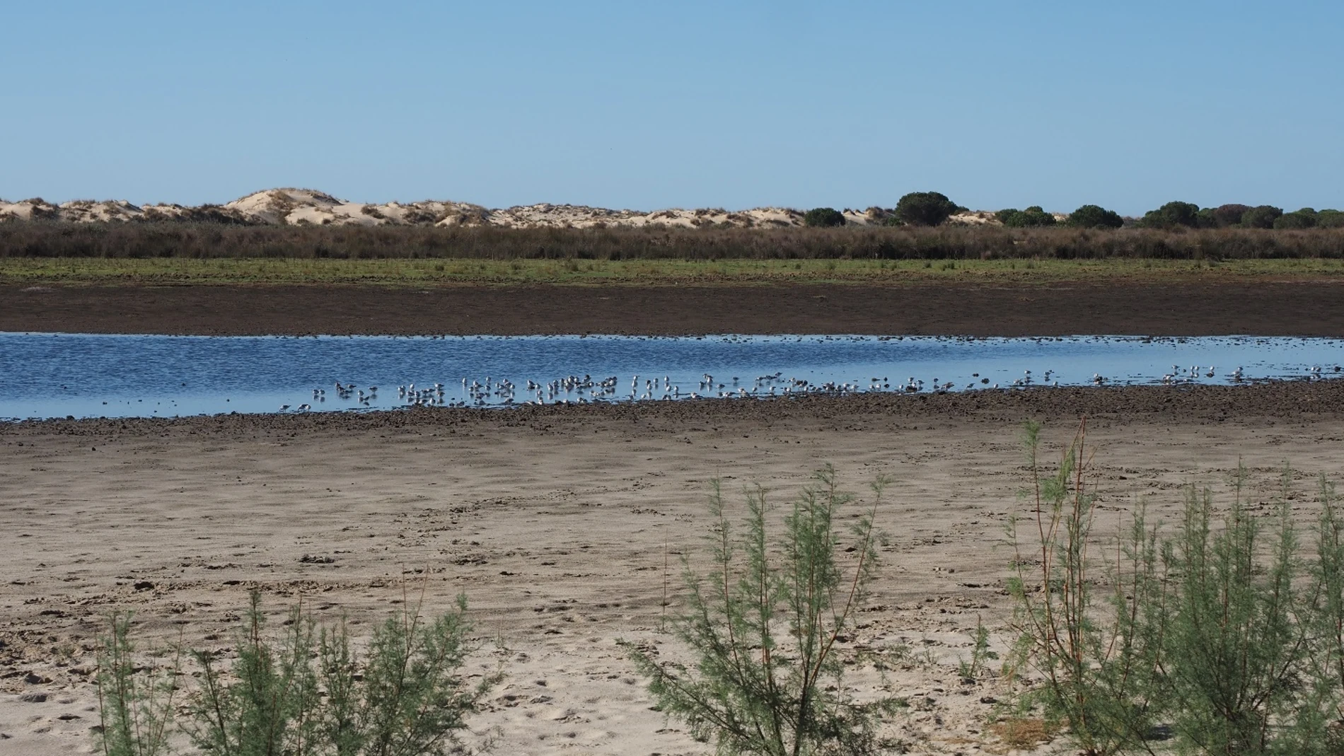 Una laguna del parque nacional de Doñana