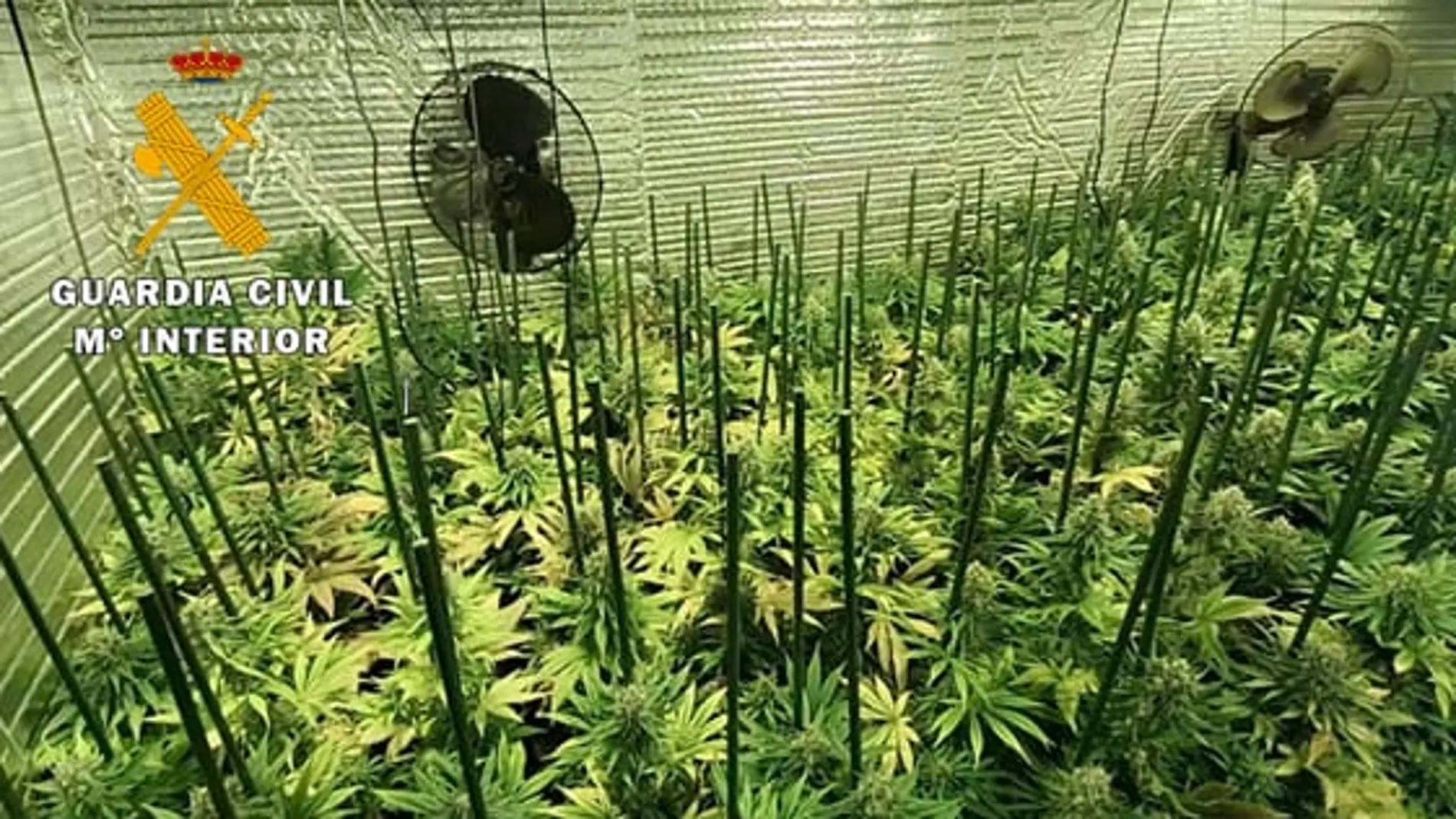 Plantas de marihuana que cultivaba esta organización en un pueblo de Valladolid
