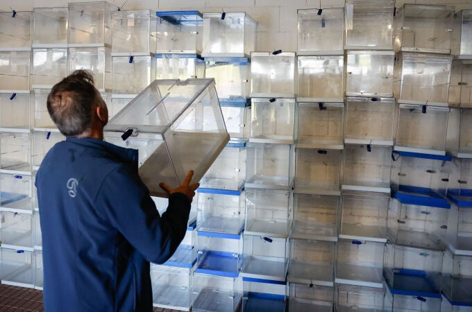 Más de 29.000 gallegos del exterior han ejercido su derecho al voto, el 6,15% del censo. 