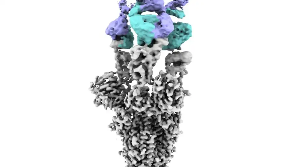magen obtenida por criomicroscopía electrónica de la proteína Spike del virus SARS-CoV2 (en gris) con el nuevo anticuerpo unido (cadena pesada en azul y ligera en violeta)