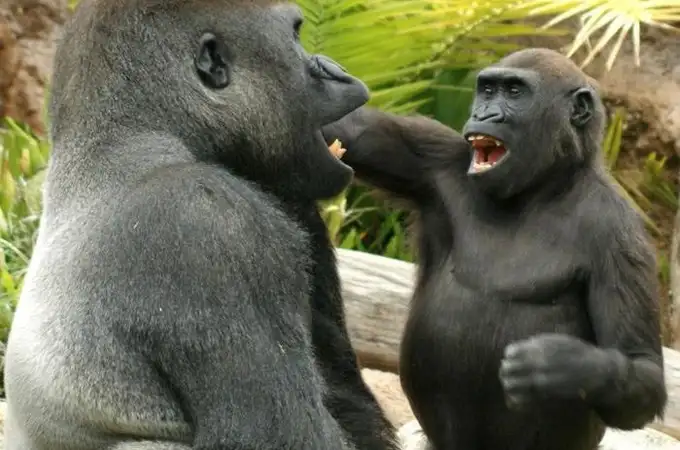 Las bromas de los gorilas nos permiten entender nuestra propia evolución