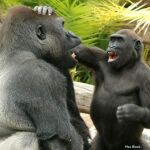 Gorilas jugando