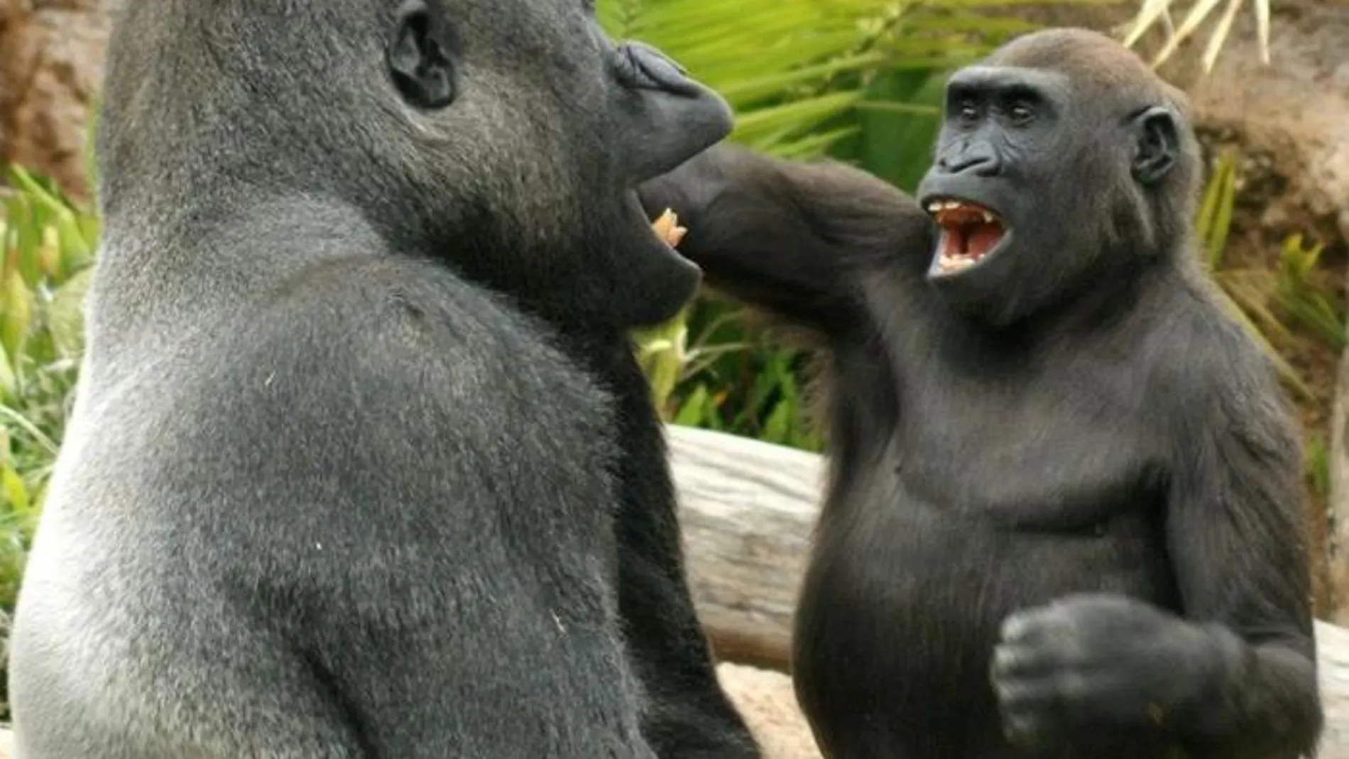 Gorilas jugando