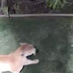 Un impactante vídeo muestra a un puma enfrentándose a un perro 