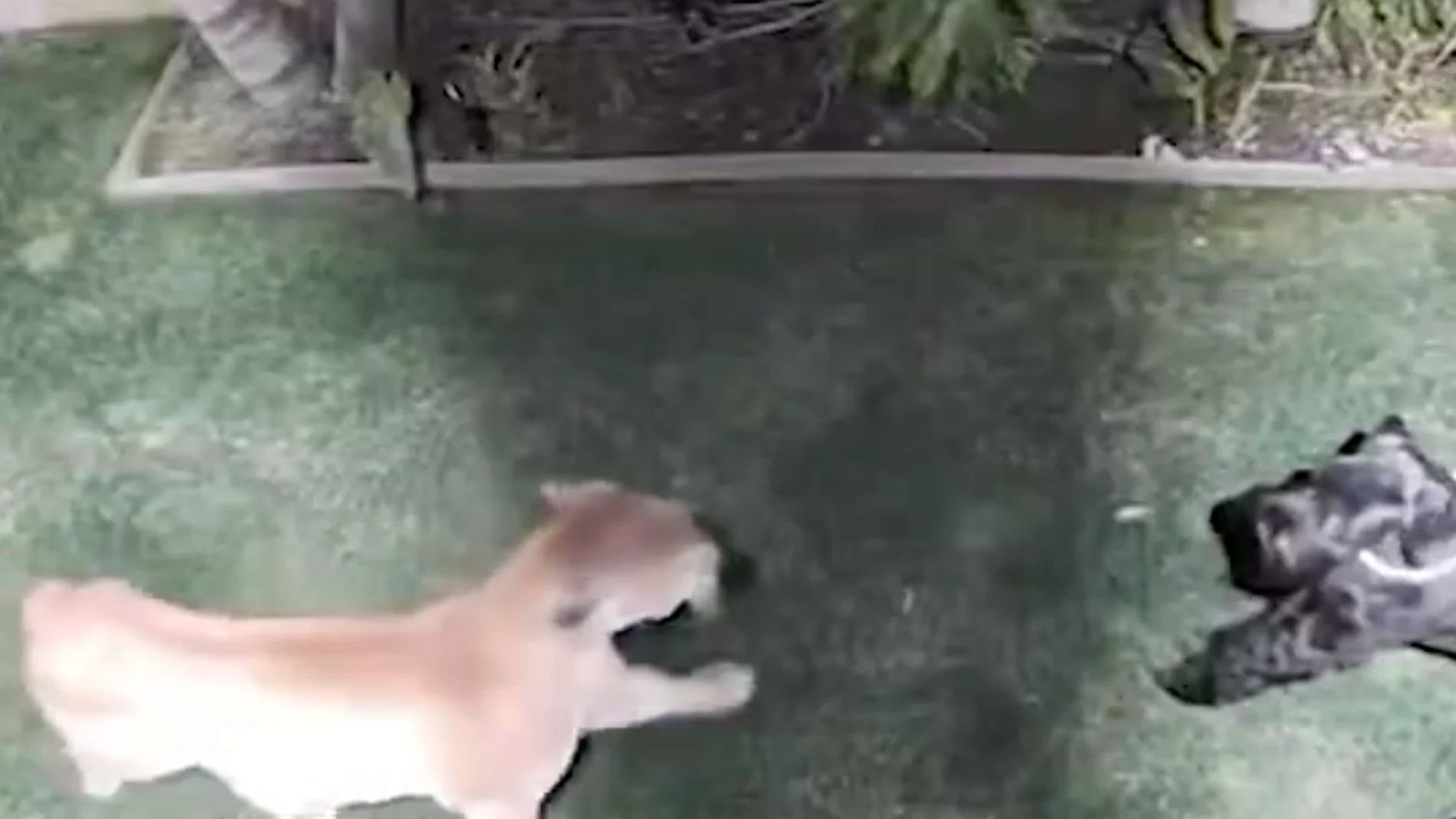 Un impactante vídeo muestra a un puma enfrentándose a un perro 
