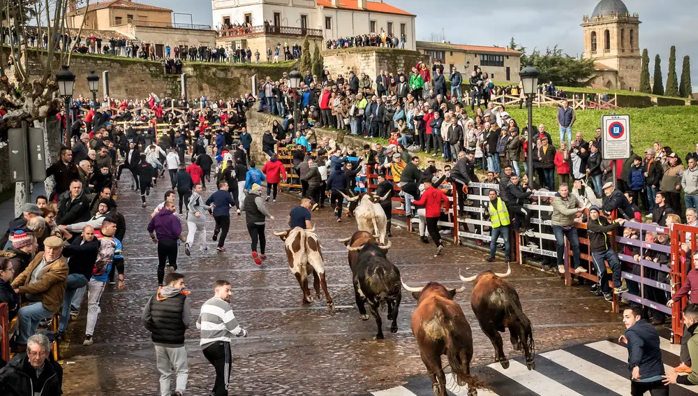 Último encierro del Carnaval del Toro de Ciudad Rodrigo