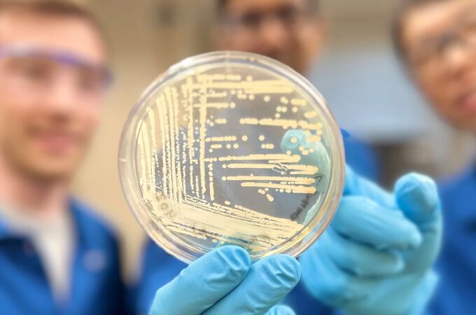 Colonia de bacterias Klebsiella pneumoniae, una de las cepas que combate la nueva molécula..
