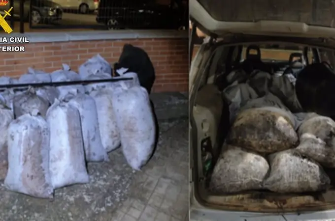 Roban 10.000 kilos de aceituna en Ciudad Real, Toledo y Cuenca y detienen a 10 personas