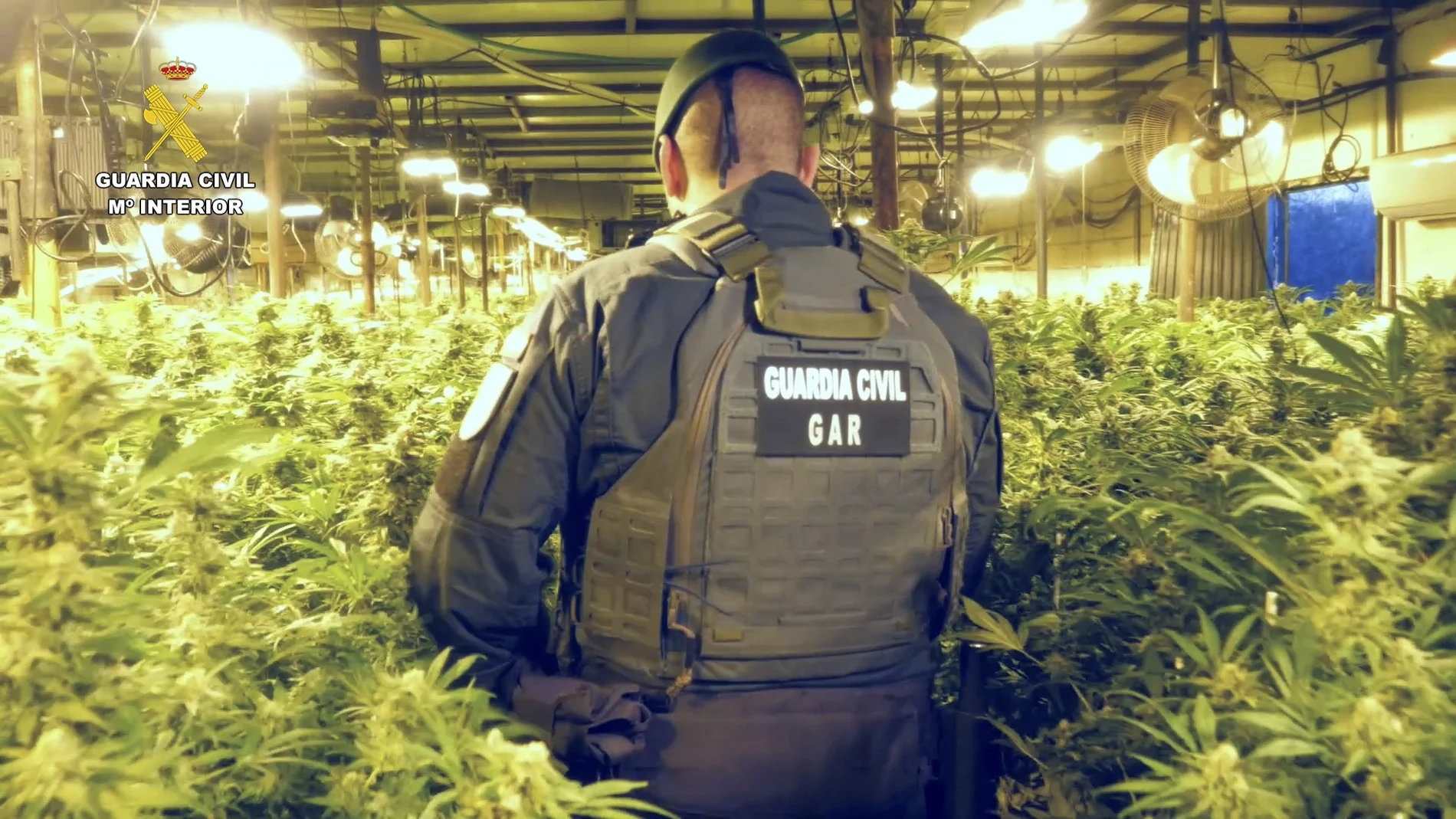 Plantación de marihuana descubierta por la Guardia Civil