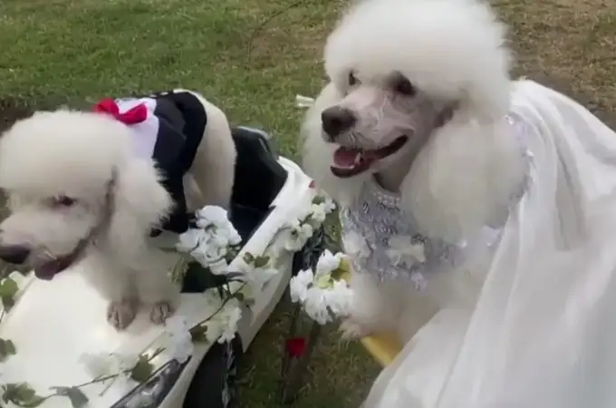 Varias parejas de perros se casan en una boda canina en Perú