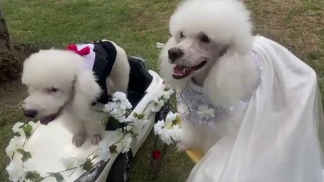 Varias parejas de perros se casan en una boda canina en Perú