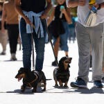 Gente paseando al perro por el parque de El Retiro. 