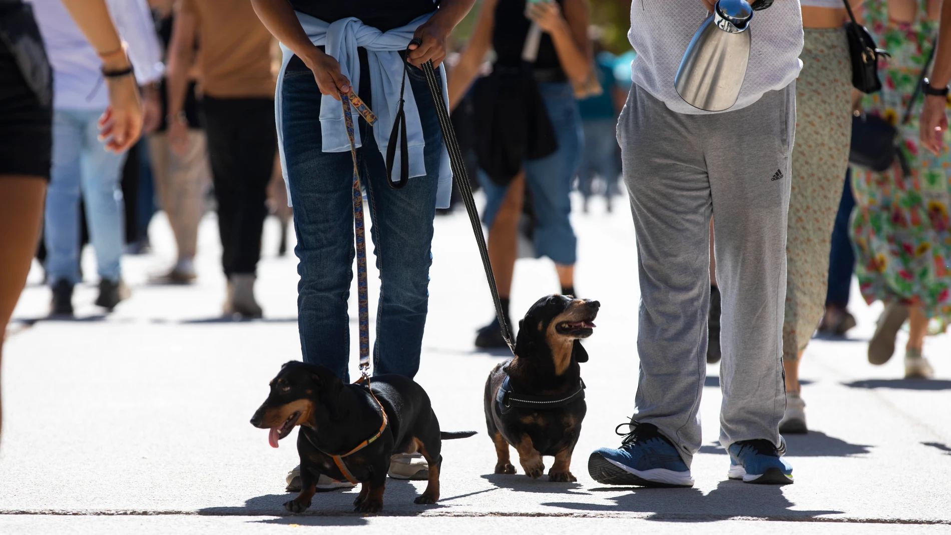 Gente paseando al perro por el parque de El Retiro.