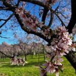 El arte efímero vuelve un año más a la Quinta de los Molinos con la floración de sus 1.900 almendros