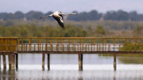 El Parque Nacional de Las Tablas de Daimiel registró durante 2023 un ligero aumento del número de visitantes