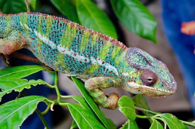 Imagen de un camaleón, ejemplo de un color estructural en la naturaleza