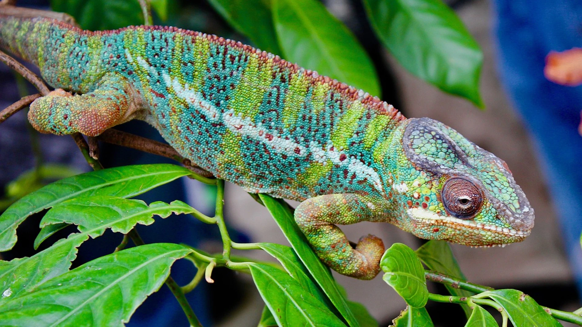 Imagen de un camaleón, ejemplo de un color estructural en la naturaleza
