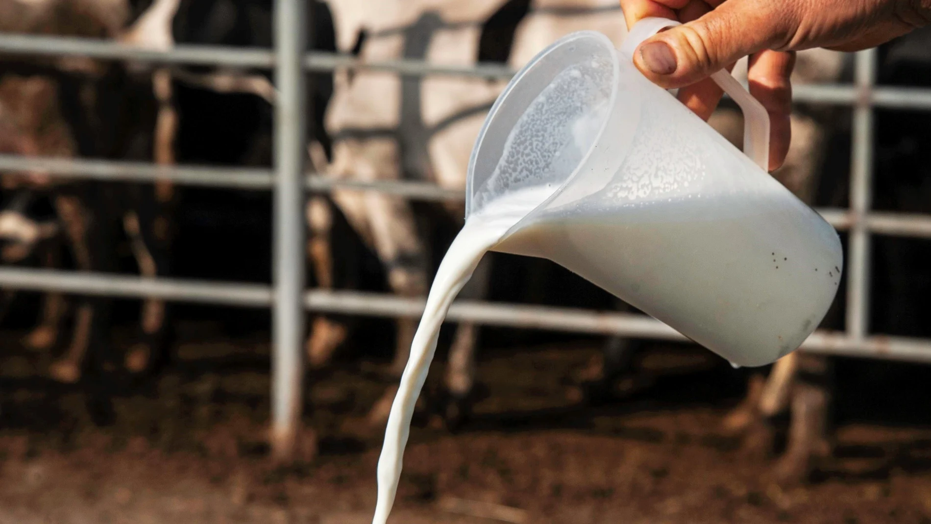La leche cruda es la que se acaba de ordeña y que el ganadero vende directamente al consumidor