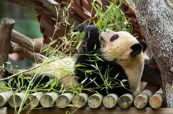 Madrid acogerá una nueva pareja de osos panda en el zoo