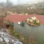 Unos técnicos eliminanlos helechos de agua en la Charca de la Alberca, en Cenicientos