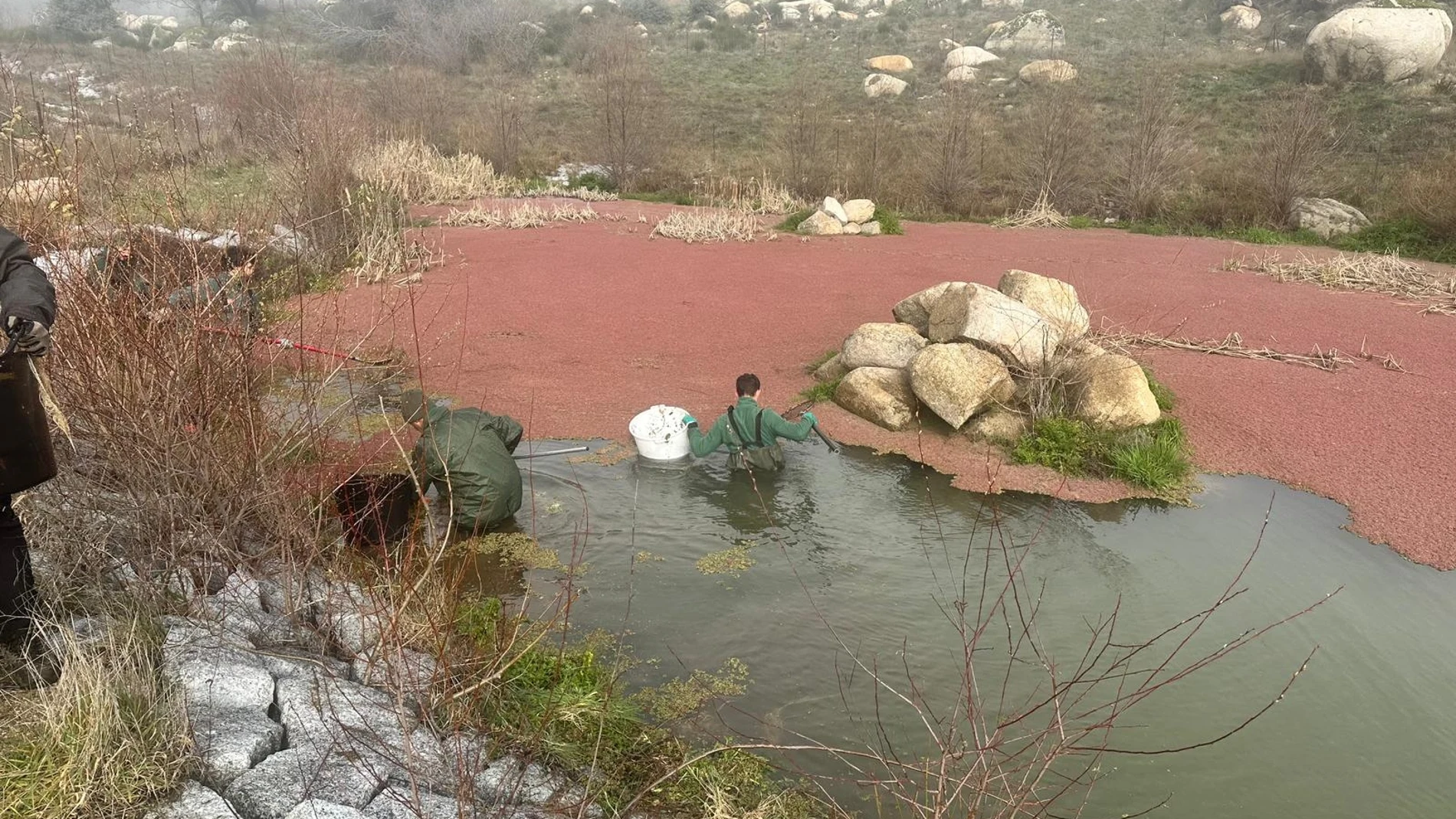 Unos técnicos eliminanlos helechos de agua en la Charca de la Alberca, en Cenicientos