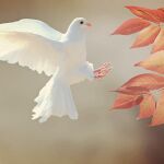 La asociación de este ave con el ideal de la Paz tiene sus raíces en una narración bíblica.