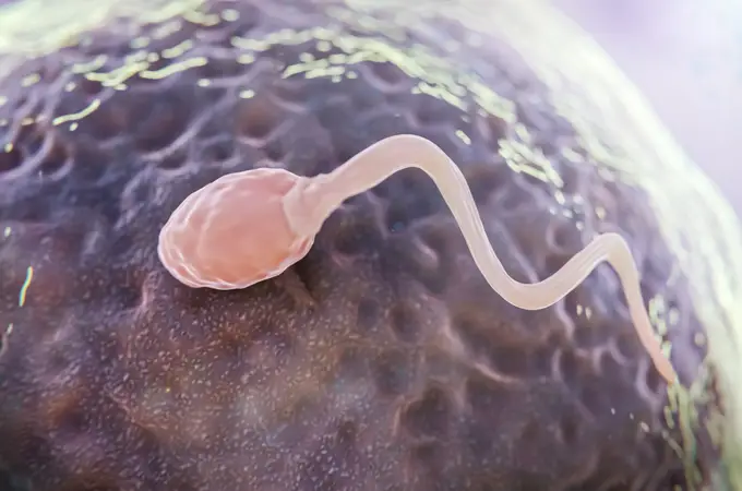 Hallan una proteína 'crítica' para la creación del esperma humano