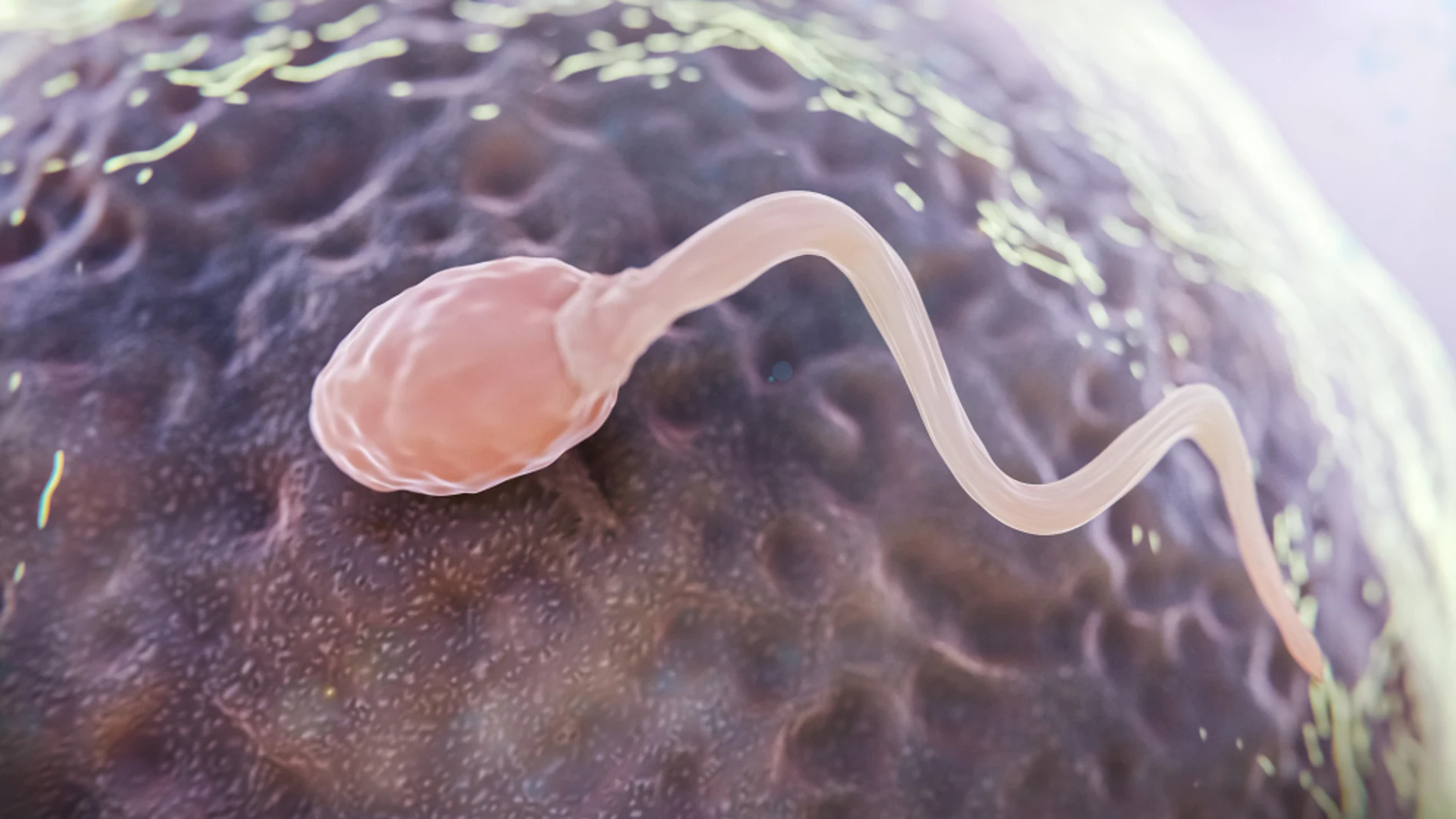 espermatozoide semen esperma ovulo fertilidad