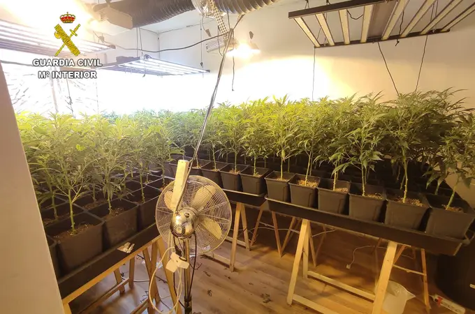 Hallan más de 1.700 plantas de marihuana en dos domicilios en Escalona (Toledo)