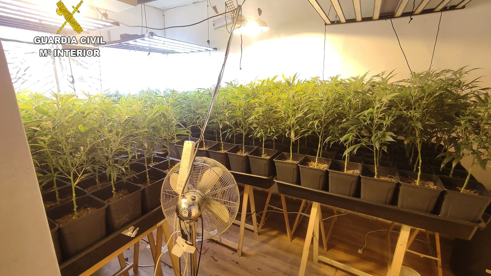 Hallan más de 1.700 plantas de marihuana en dos domicilios en Escalona (Toledo)