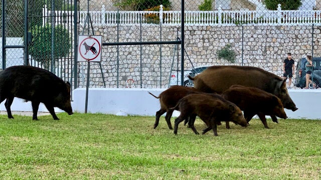 Arqueros para frenar la plaga de jabalíes en Mijas (Málaga): la polémica está servida