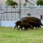 Arqueros para frenar la plaga de jabalíes en Mijas (Málaga): la polémica está servida